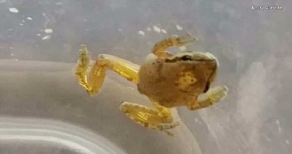  Woman Finds Live Frog In Packaged Salad Keeps It As Pet