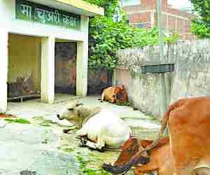 Merchury a playground of animals