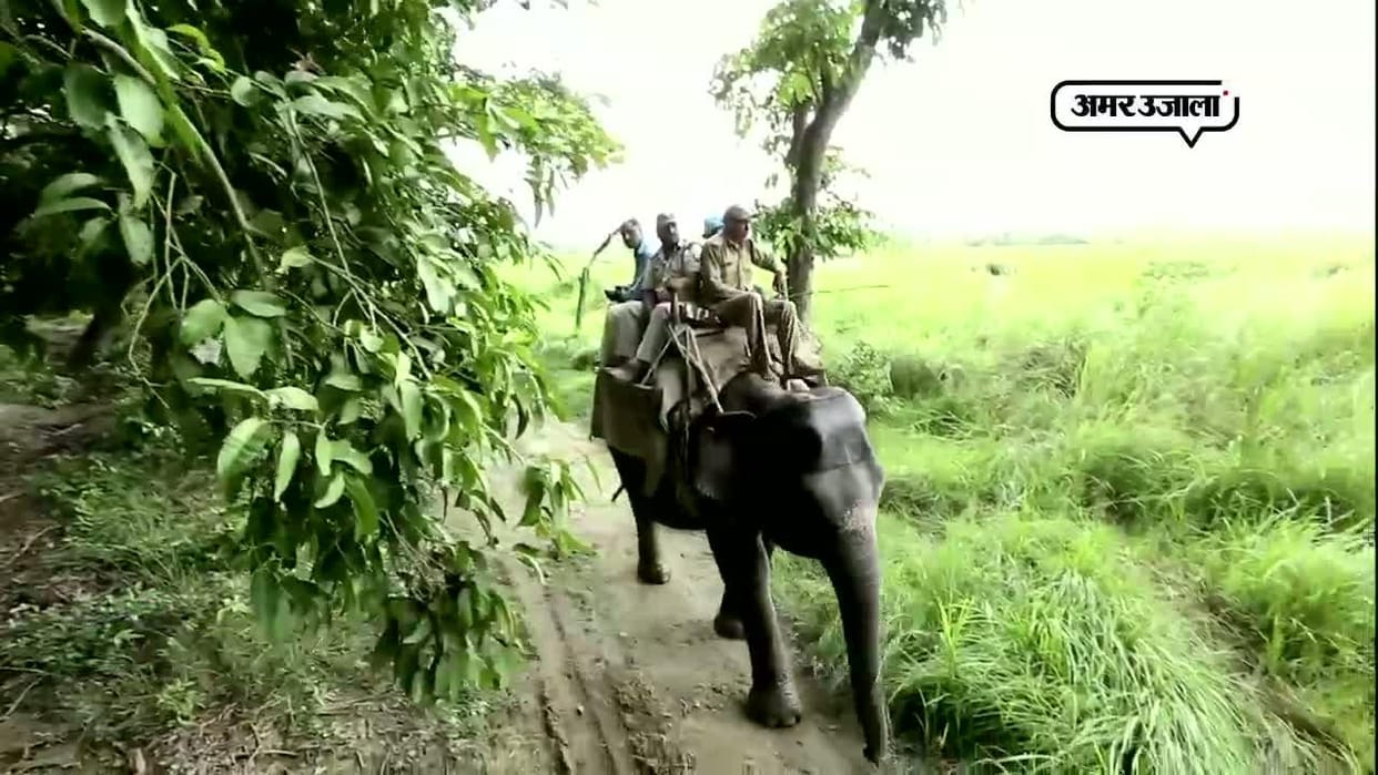 How many days farmers have to sit back at home due to tiger threat?