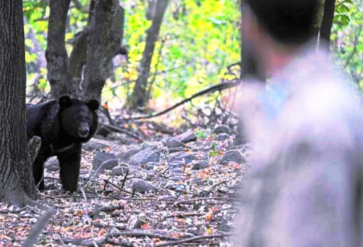 Dog Saves Owner's Life From Female Bear Attack In Narayanpur Amar
