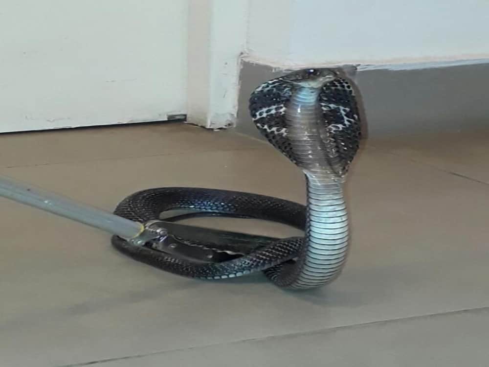 cobra rescue from house in doiwala