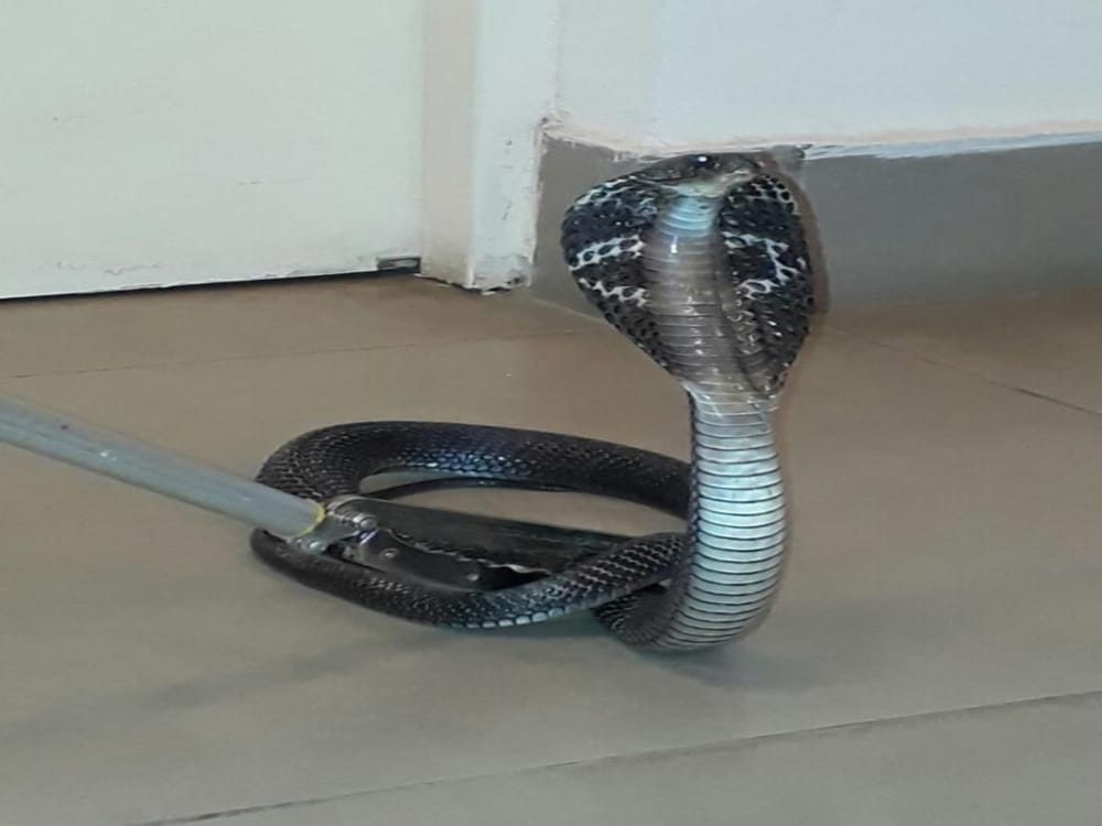 cobra and three most poisonous snake found in house