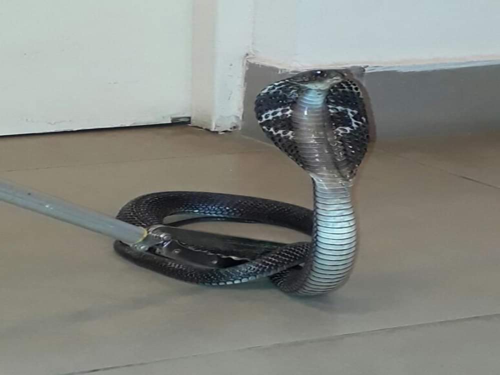 Most poisonous snake cobra found in flower pot