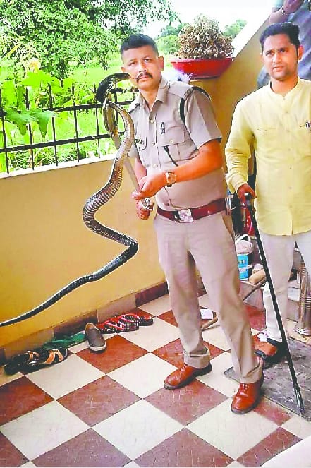 cobra and three most poisonous snake found in house