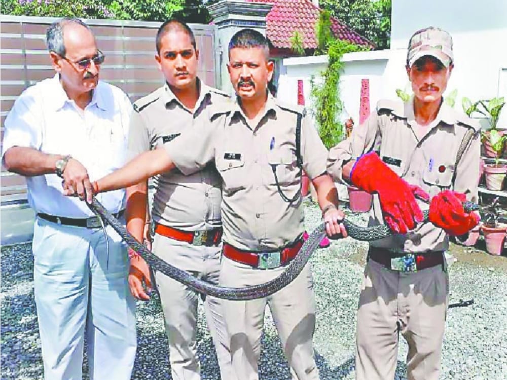 cobra and three most poisonous snake found in house