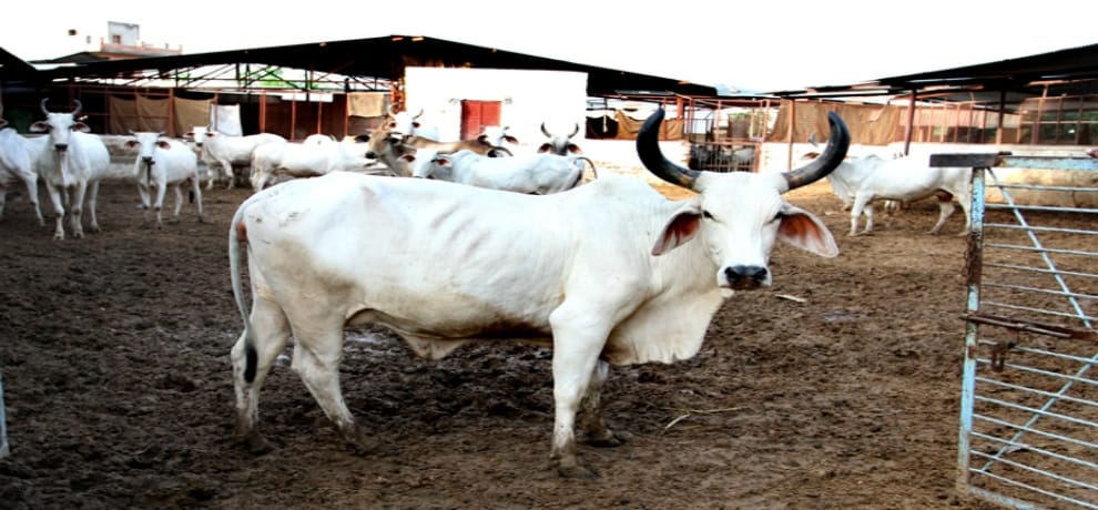offer rice and raw milk to lord shiva for good job