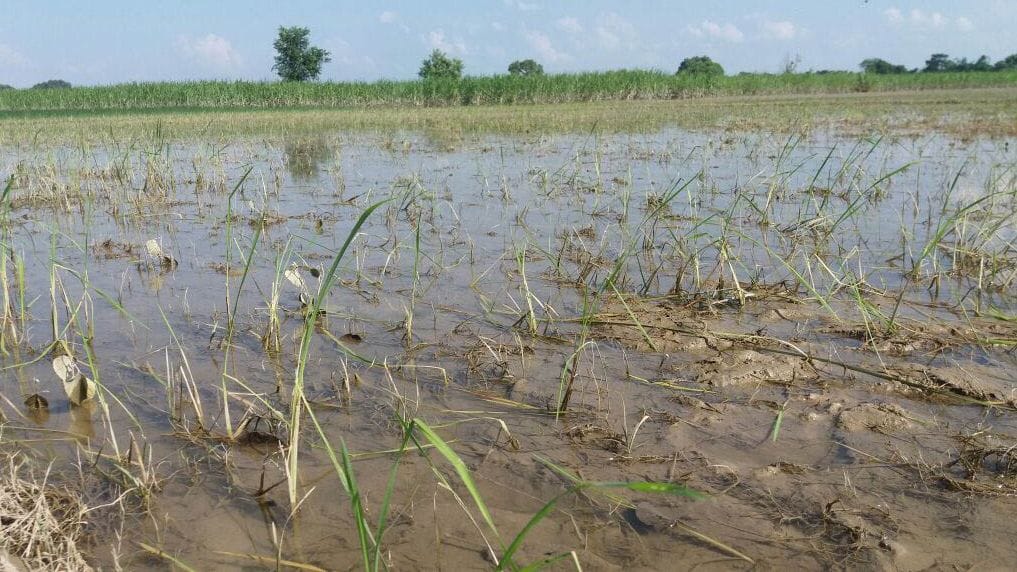 Thousands of acres of waste have cropped up
