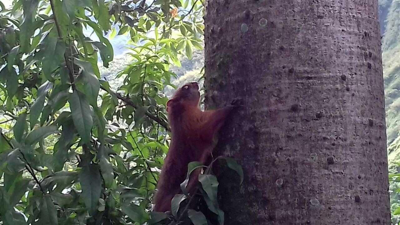animal turns in bird