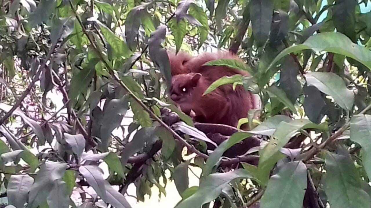 animal turns in bird