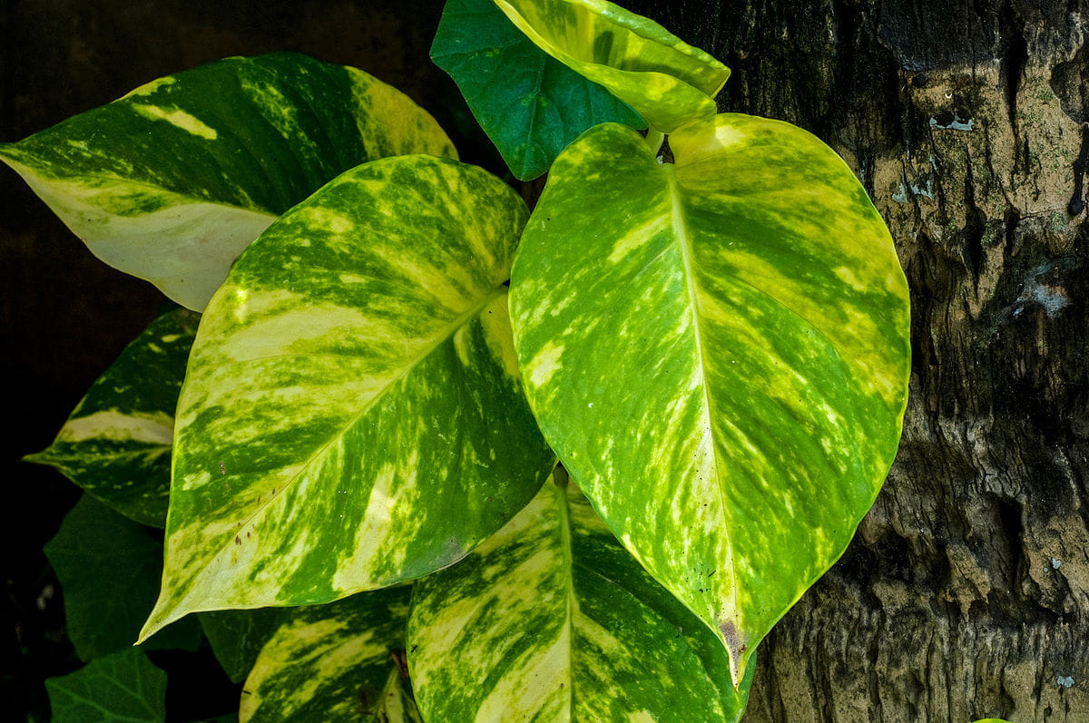 keep money plant in right direction at your home