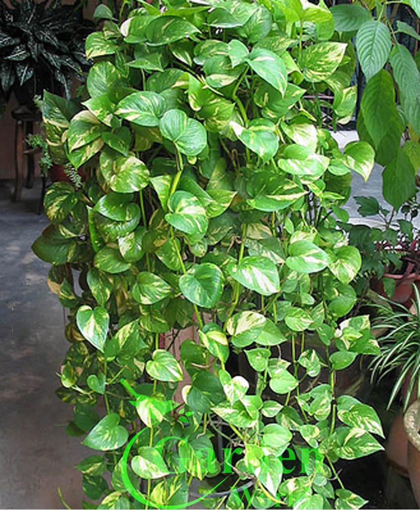 keep money plant in right direction at your home