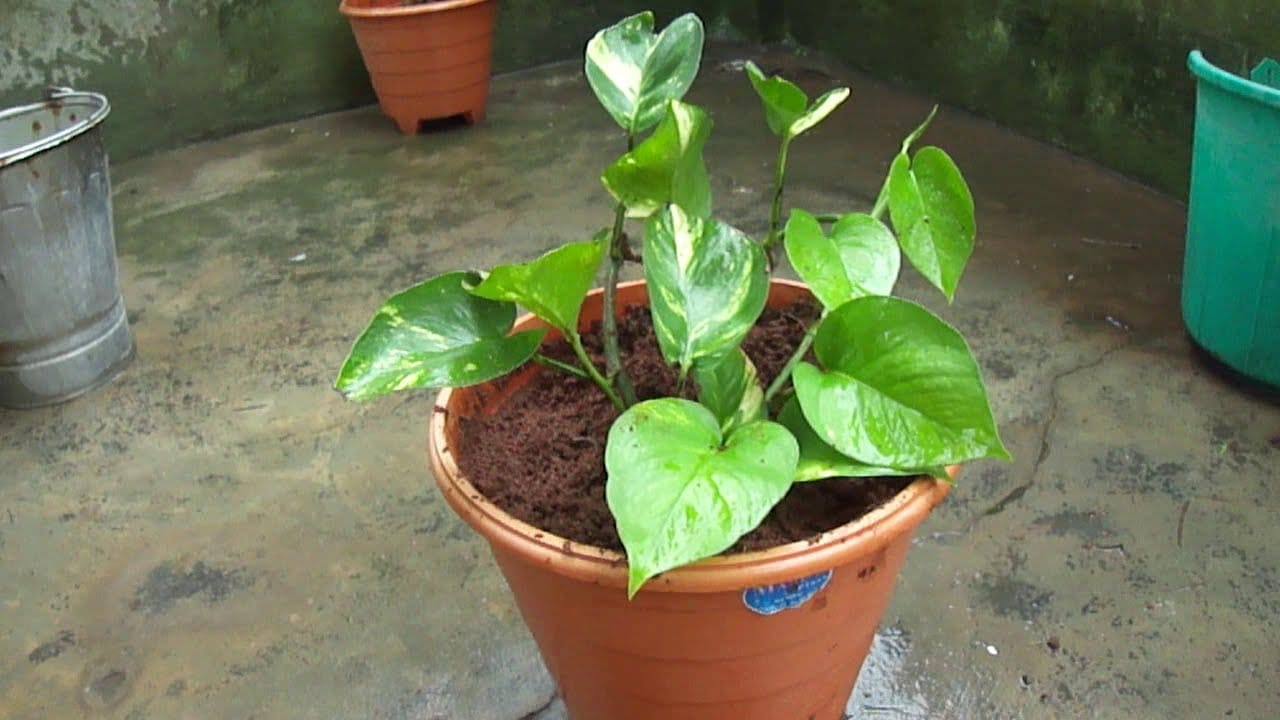 keep money plant in right direction at your home