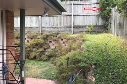 Can you spot the snake in this  garden 
