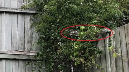 Can you spot the snake in this  garden 
