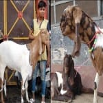 बकरों को पिलाई जा रही बीयर