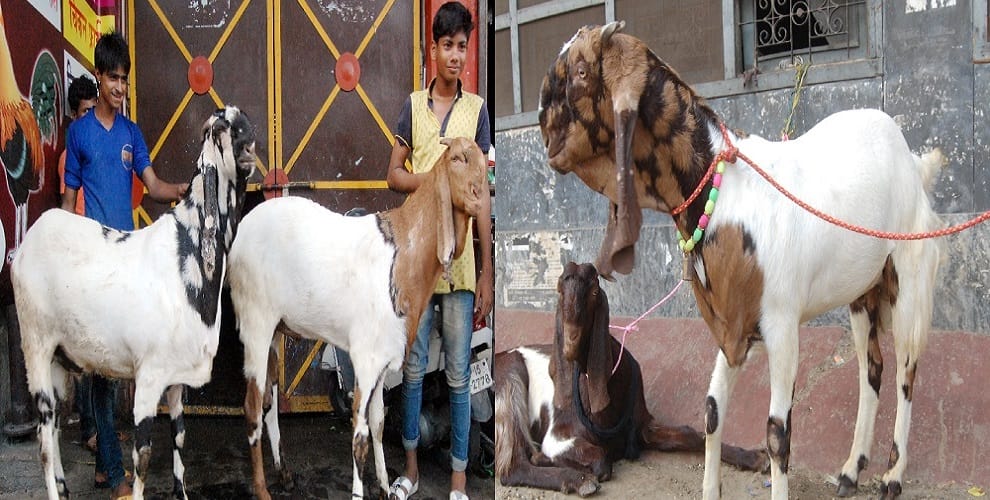Beer, goat goats roasted with gram flour, know these essential things