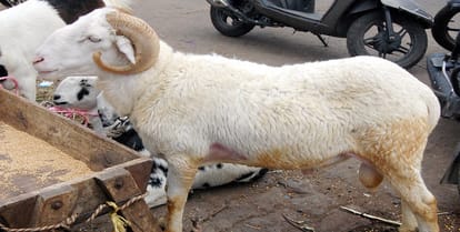 Beer, goat goats roasted with gram flour, know these essential things