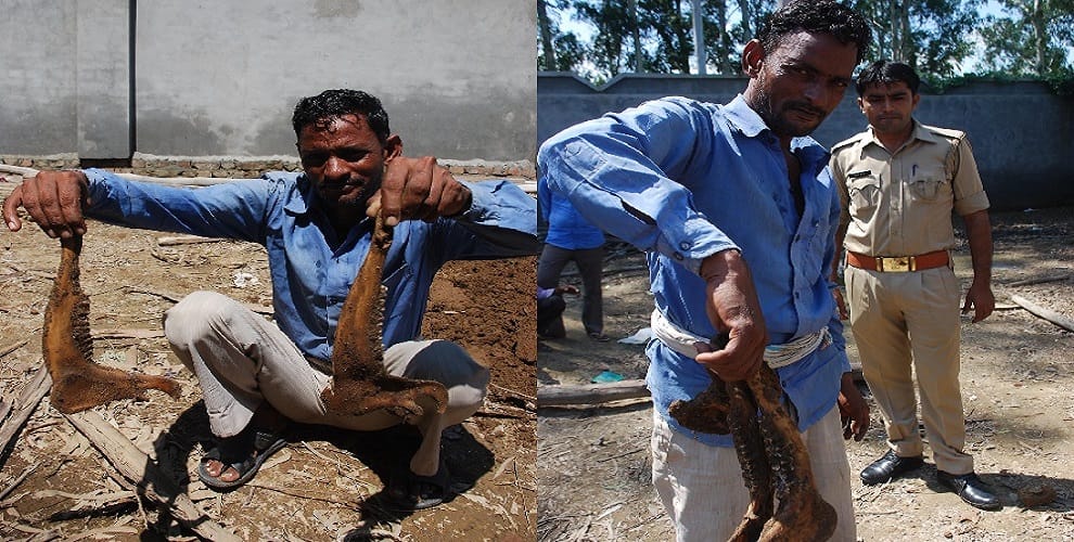 Horses and bones of wildlife found in farm house