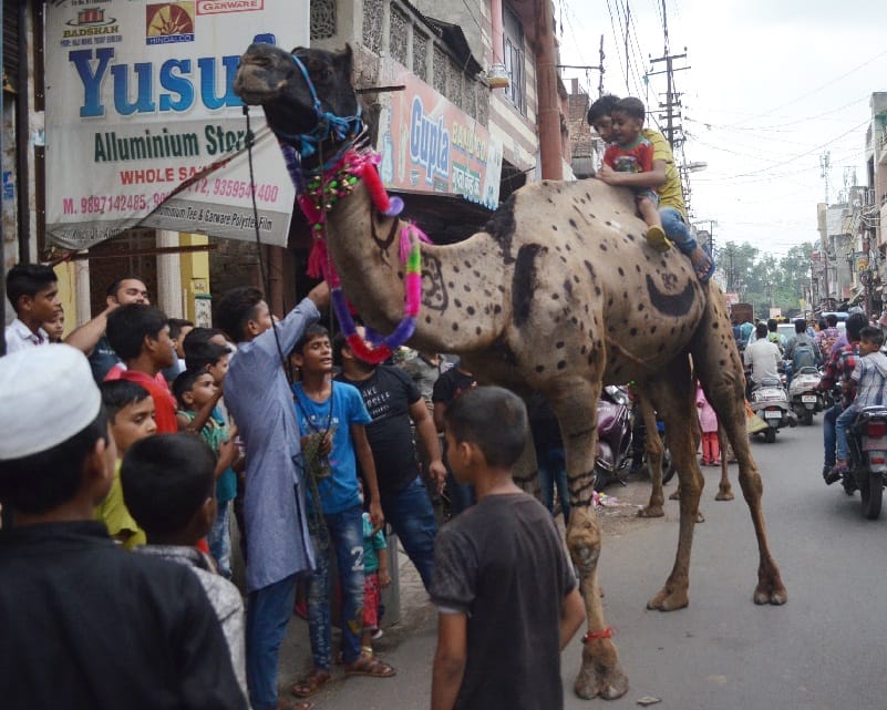 kurbani : openly camel twisting in the city