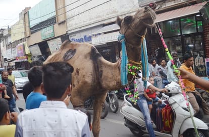 kurbani : openly camel twisting in the city