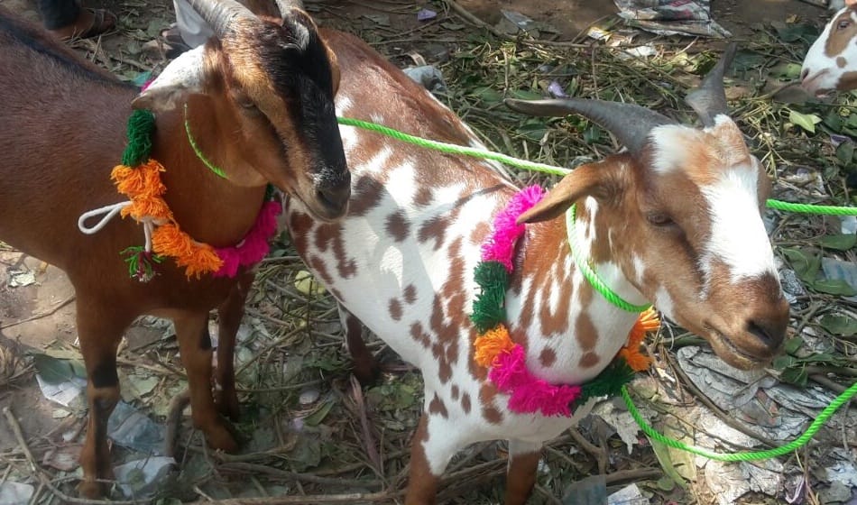 300 kg goat sultan worth rs 11 lakh ready for sell in delhi for Eid al-Adha