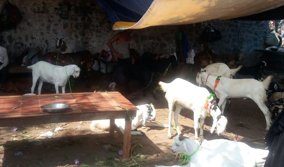 300 kg goat sultan worth rs 11 lakh ready for sell in delhi for Eid al-Adha
