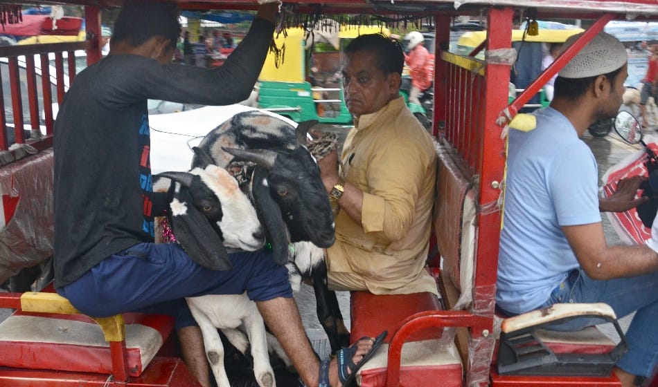 300 kg goat sultan worth rs 11 lakh ready for sell in delhi for Eid al-Adha