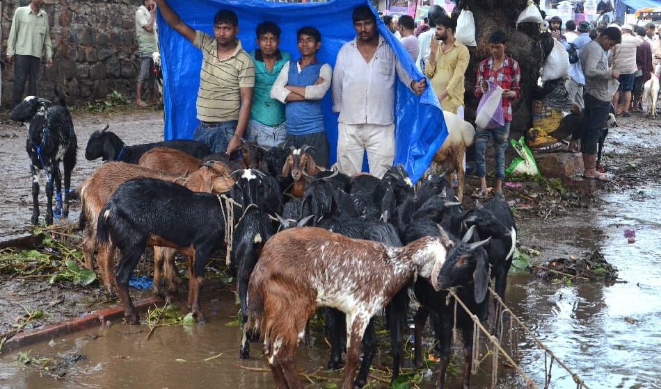 300 kg goat sultan worth rs 11 lakh ready for sell in delhi for Eid al-Adha