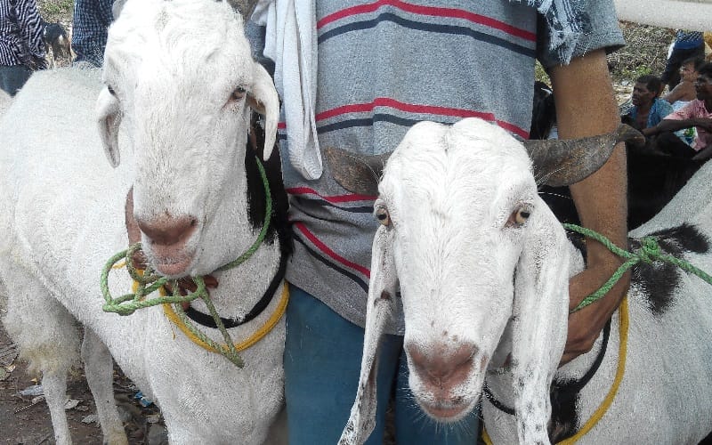 billy goat sell in lucknow on bakrid