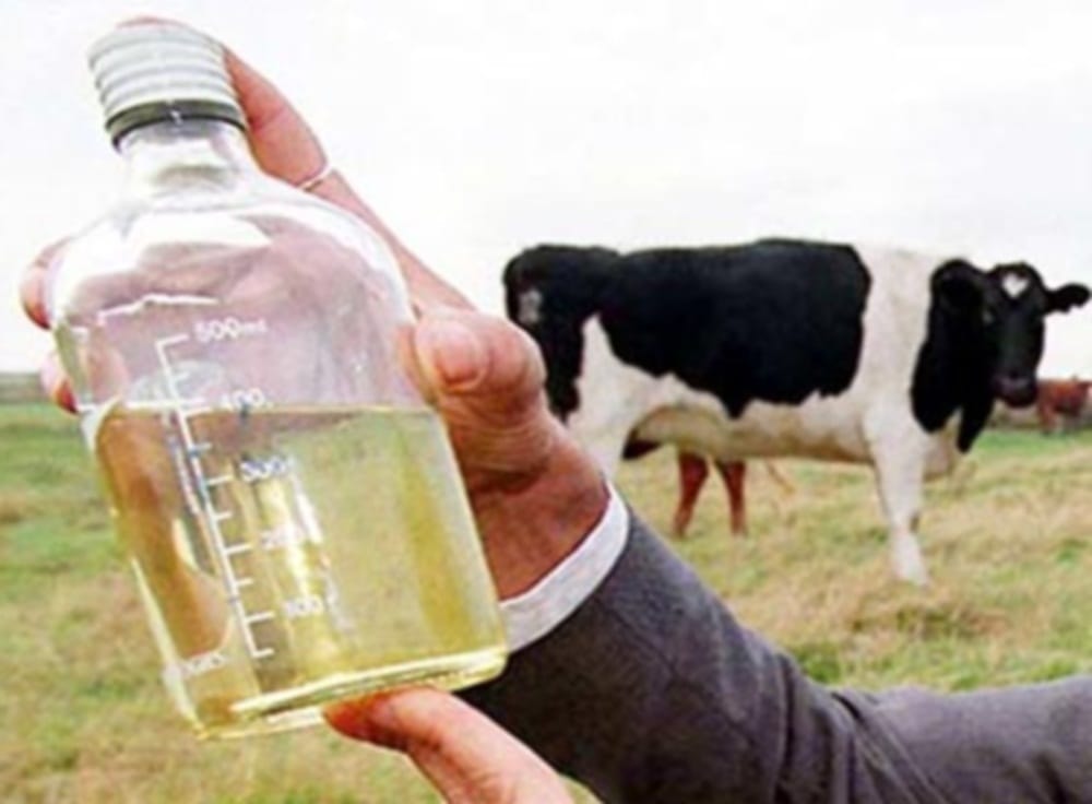 liver disease will be treated through gaumutra  