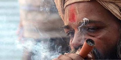 know how can growing Smuggling of cannabis n UP