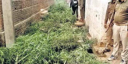 know how can growing Smuggling of cannabis n UP