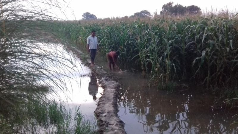 नहर पटरी कटने से सैकड़ों बीघा फसल जलमग्न