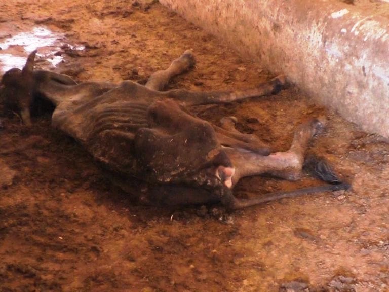 Cows of death, dislikes again took life of 30 cows