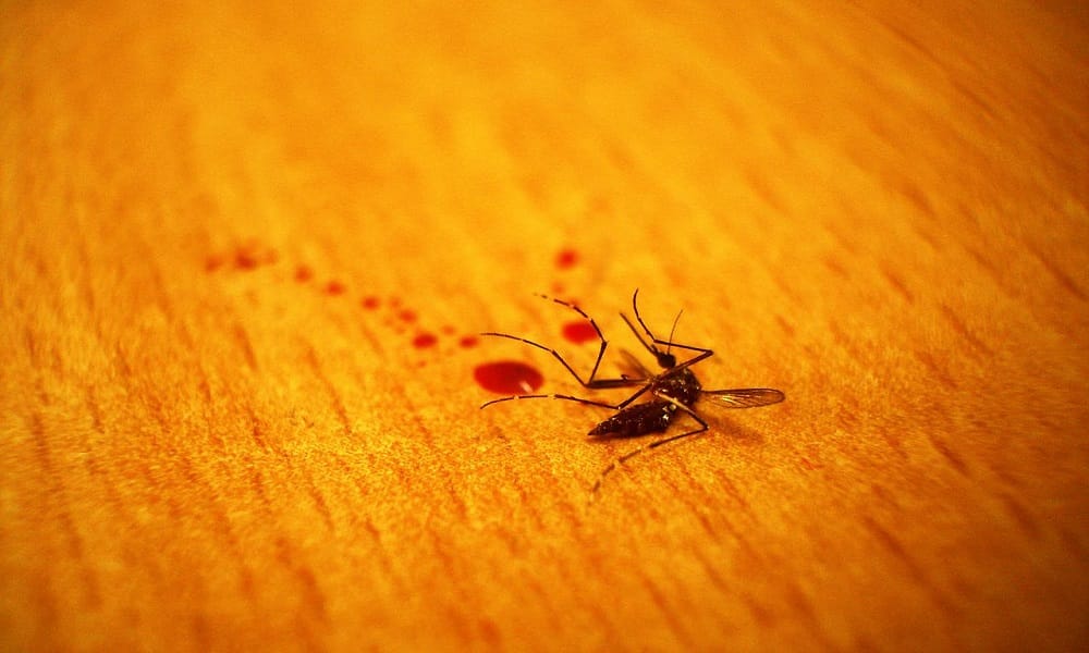 twitter bans man for posting picture of mosquito he   killed 