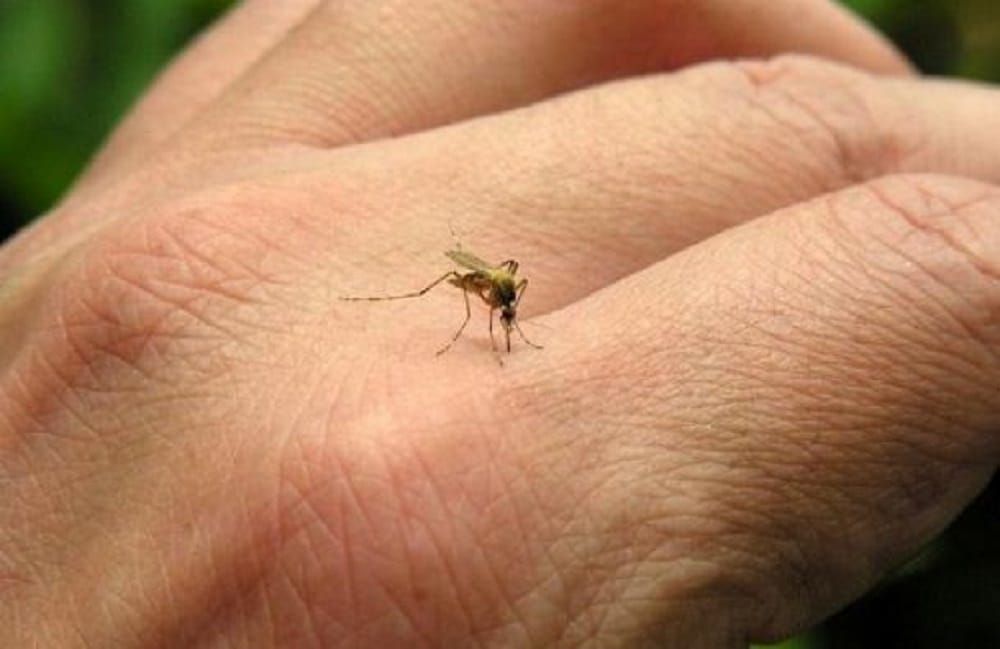 why few people are more susceptible to mosquito bites, what study says on this