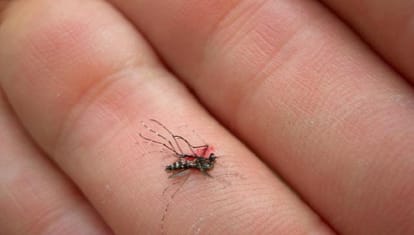 twitter bans man for posting picture of mosquito he   killed 