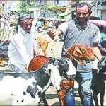 बाजार में पांच लाख तक के बकरे