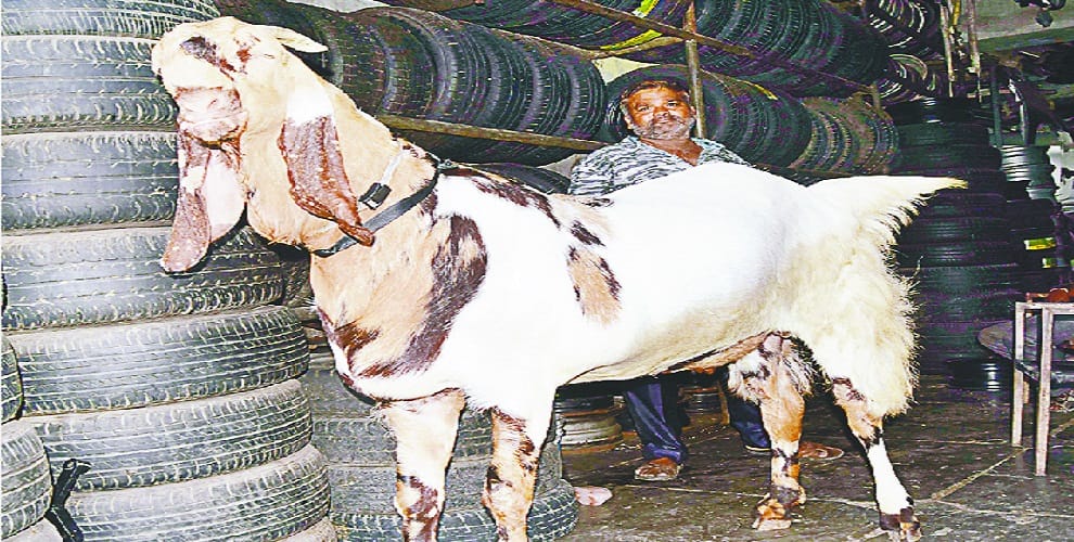 Not open in the Eid... sacrifice of goats, these robust arrangements made by the police