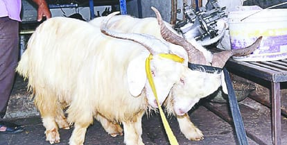 Not open in the Eid... sacrifice of goats, these robust arrangements made by the police