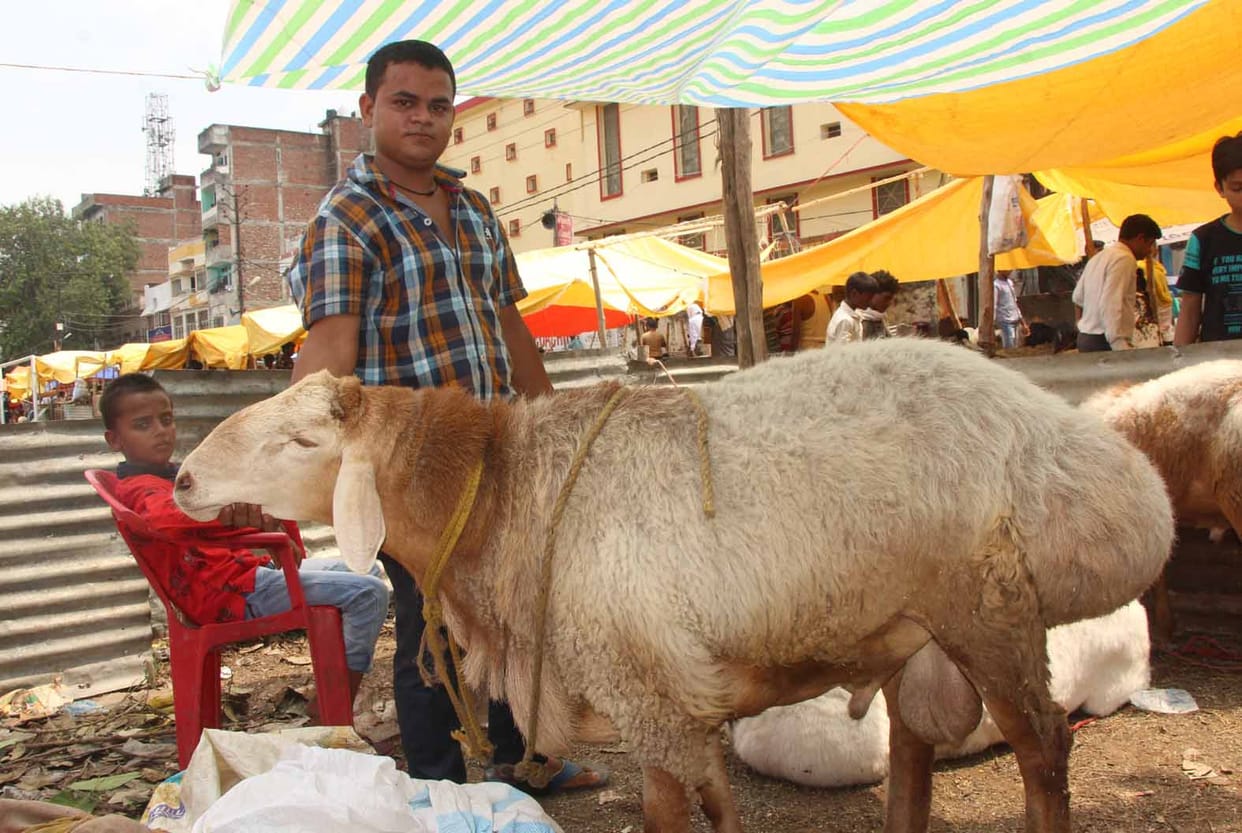Bakriad BILLY GOAT price Three lakhs reaching the Bakra Mandi