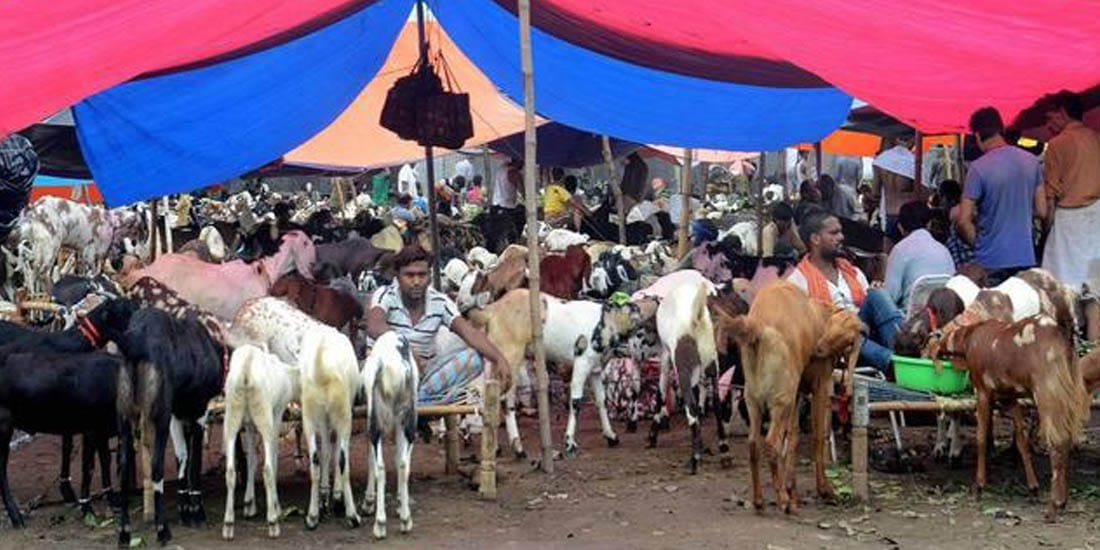 Goat price hike  hope to rise today