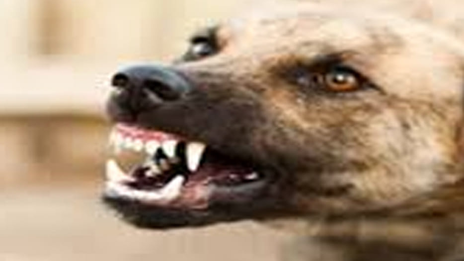 Crazy Dog Machious terror