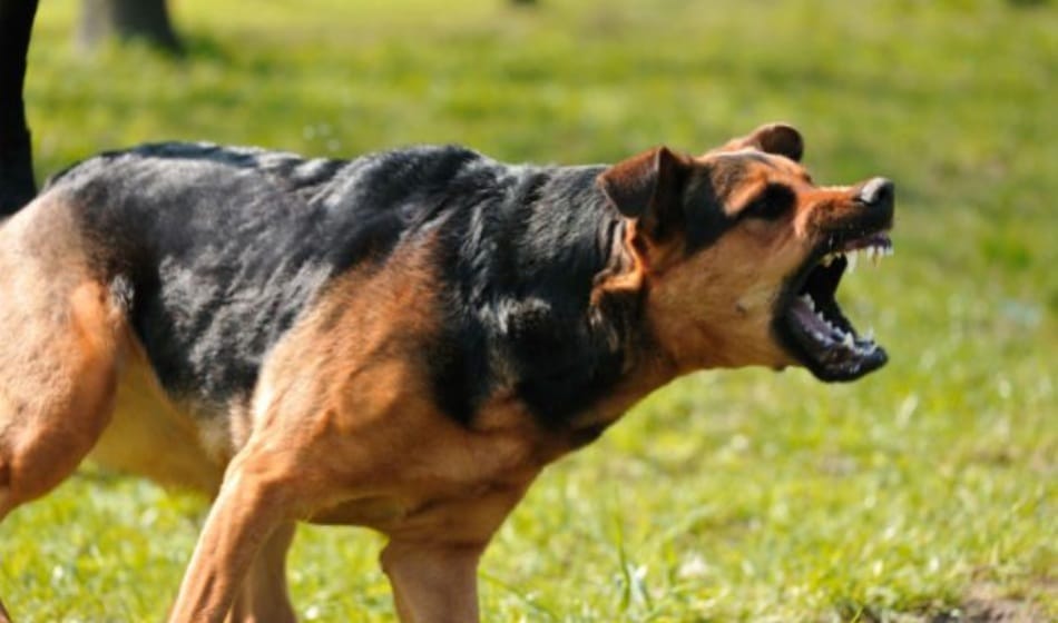 Had to give advice on tying up pet dog