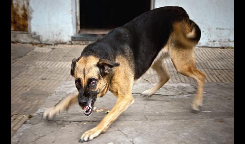 little girl get wounded as dogs attacked her in noida