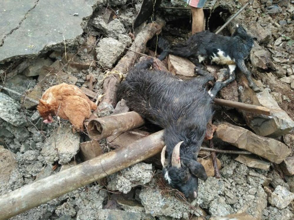 goats dead in landslide