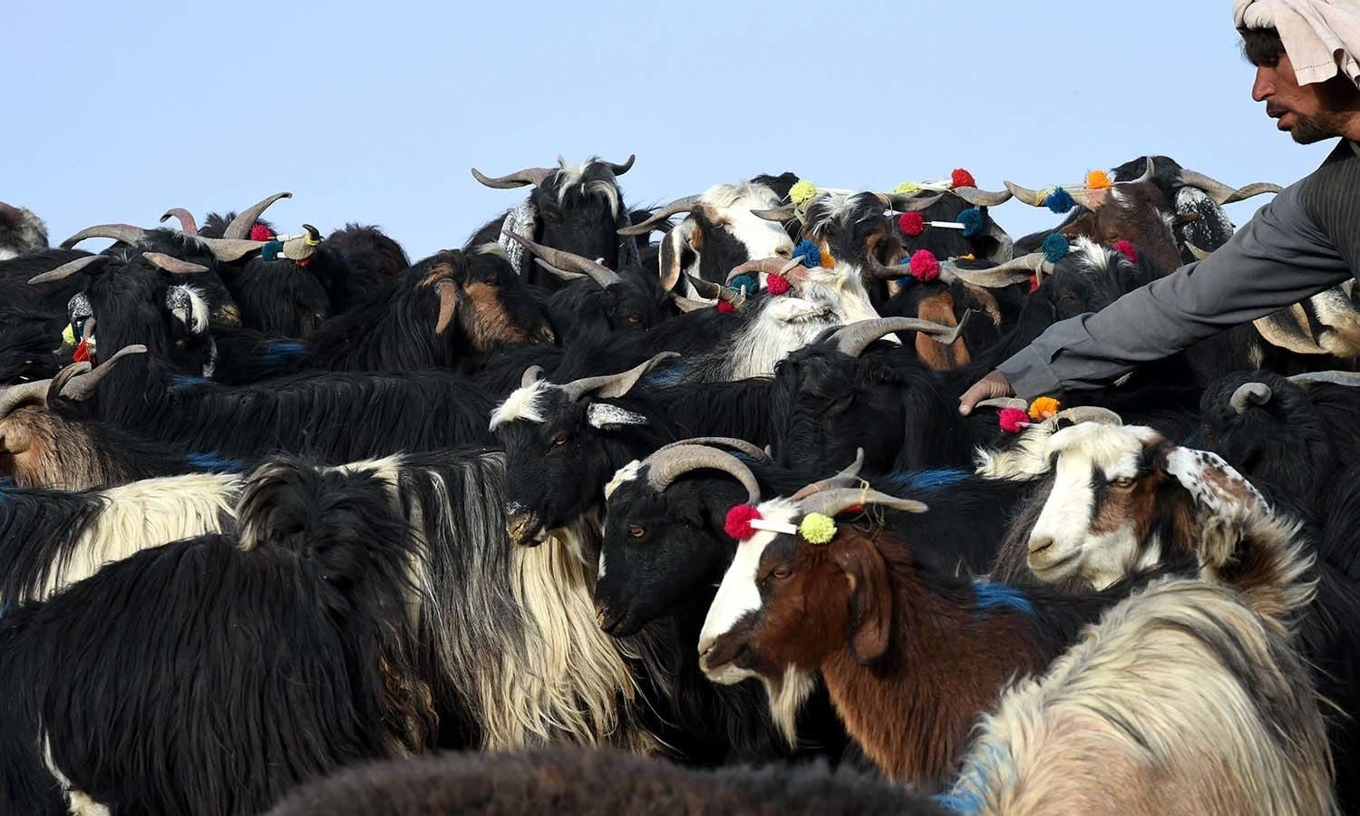 bakra eid 2017 or eid-ul-adha celebration on 2 september  and its importance
