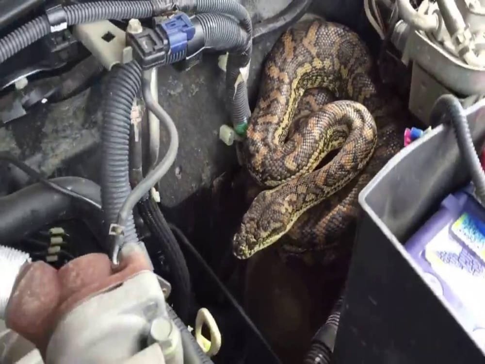 snake bite a man during rescue in rishikesh