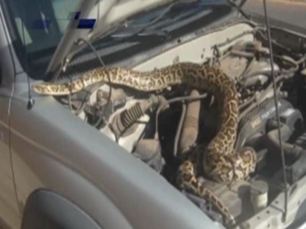 snake bite a man during rescue in rishikesh