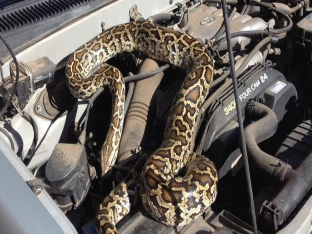 snake bite a man during rescue in rishikesh